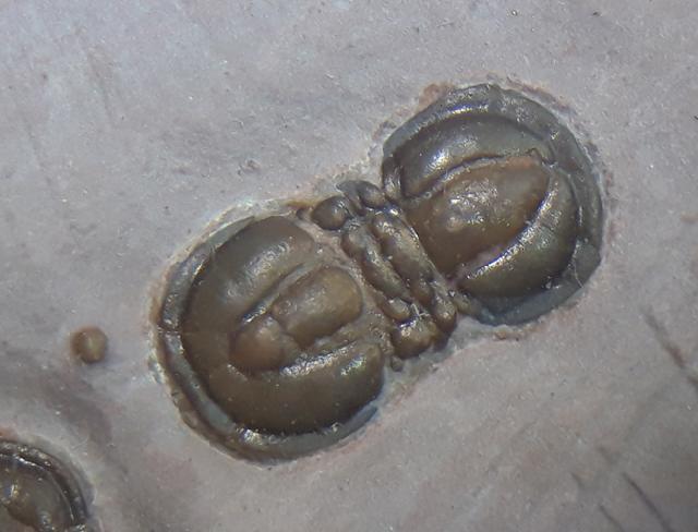 Peronopsis interstricta (WHITE 1874) - Bild &copy; FossNet FossilienStore